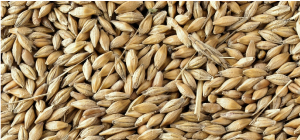 Photo of Barley