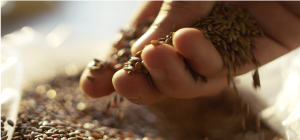 Photo of someone holding grains