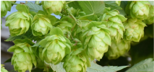 Photo of Hops