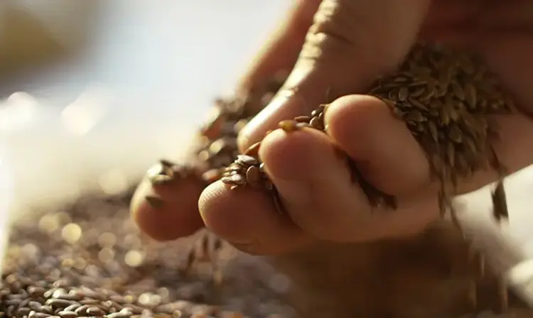 a person holding seeds in their hands