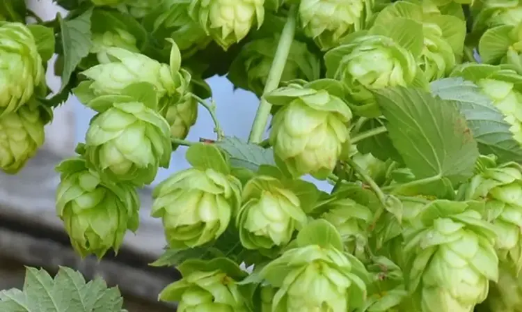 a plant with green leaves and cones
