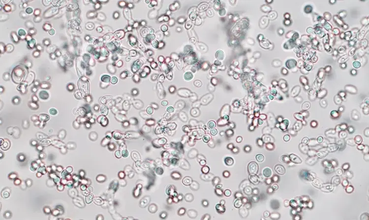 a close up of a microscope